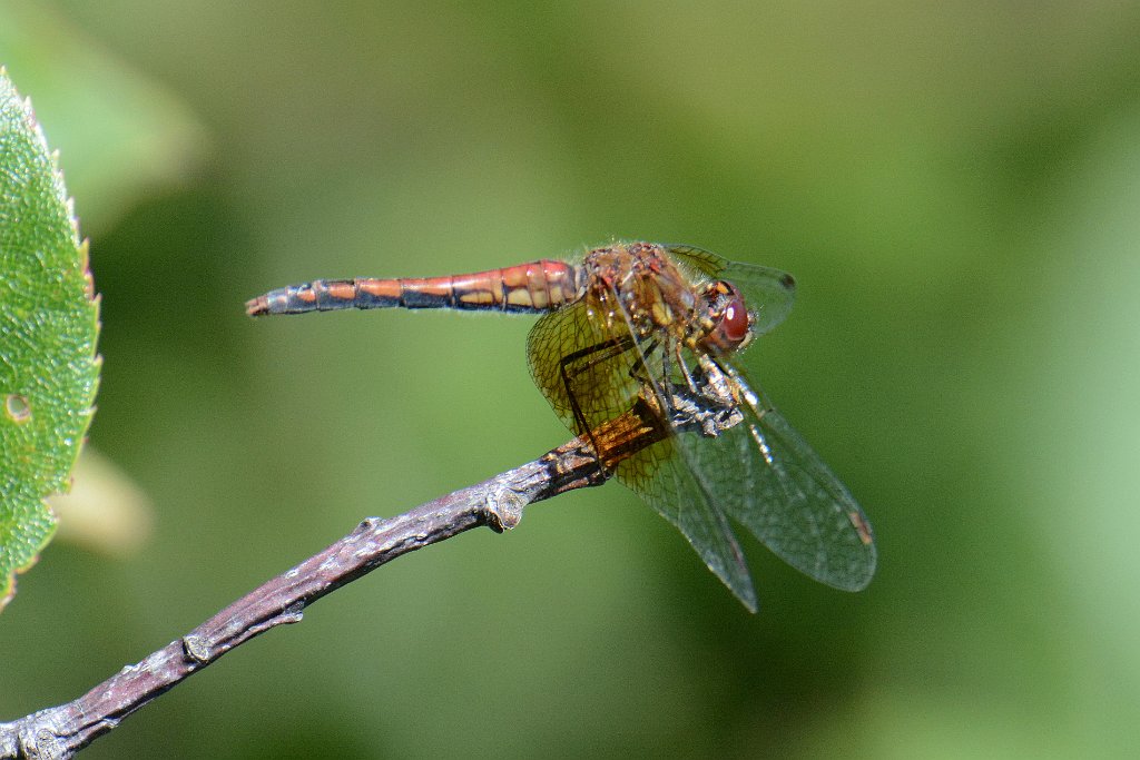 010 2013-07305149 Wachusett Mountain State Reservation, MA.JPG - Band-winged Meadowhawk Dragonfly (Sympetrum semicinctum). Wachusett Mountain State Reservation, Princeton, MA, 7-30-2013